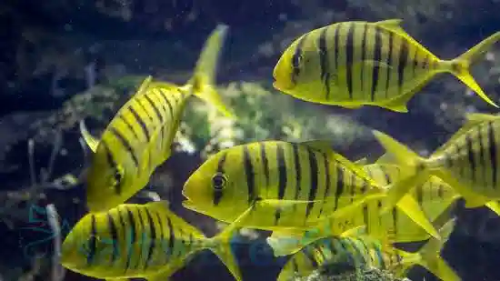 Golden Trevally Pilotfish - Miscellaneous Unique Marine Life