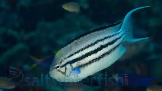 Lamarck Angelfish: Male