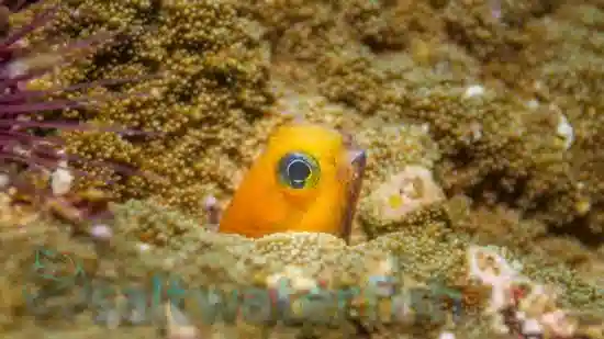 Midas Blenny - South Asia