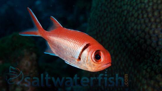 Bigeye Soldierfish