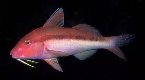 Assorted Goatfish