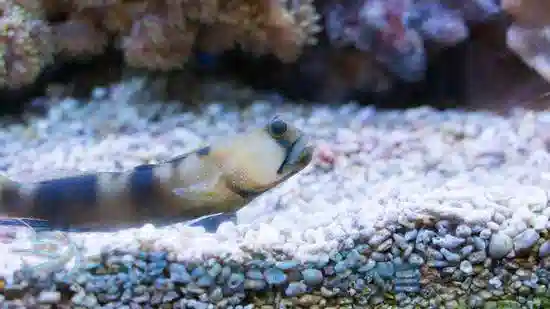 Watchman Goby