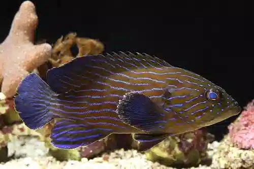 Boenacki (Blueline) Grouper - Eastern Asia