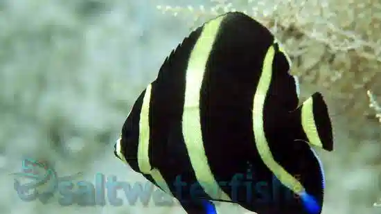 Black (Grey) Angelfish: Juvenile