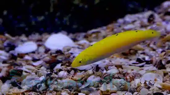 Yellow & White Coris Wrasse