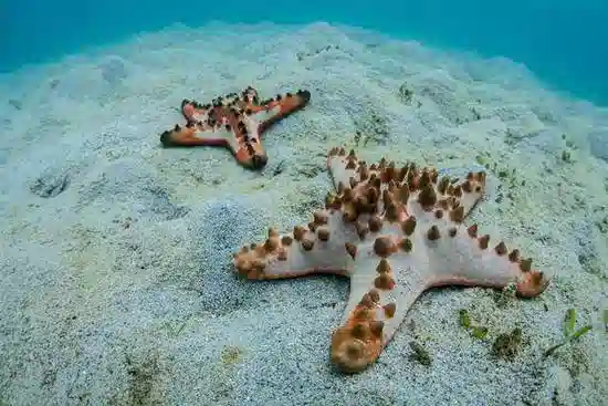 Chocolate Chip Starfish