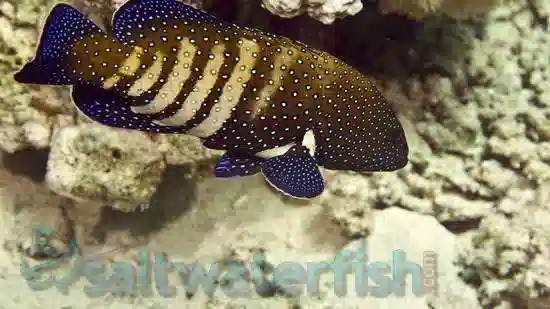 Blue Spot Grouper - Indonesia