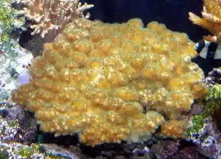 Pocillopora Coral: Red/Pink - Aquacultured