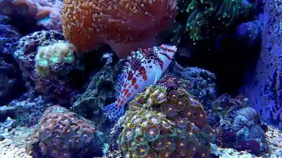 Falco Hawkfish- Fiji - MAC Certified