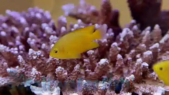 Lemon Damsel - Indo-Pacific - Captive Bred