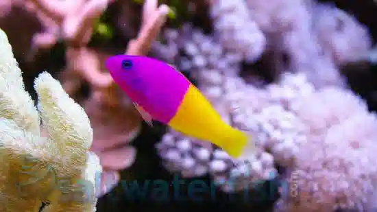 Royal Dottyback