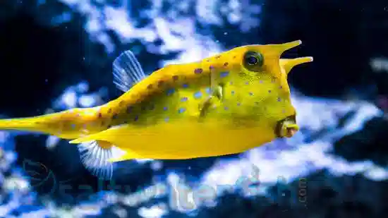 Longhorn Cowfish