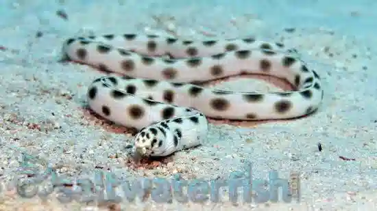 Leopard Eel