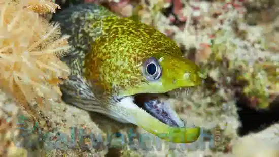 Undulated Moray Eel