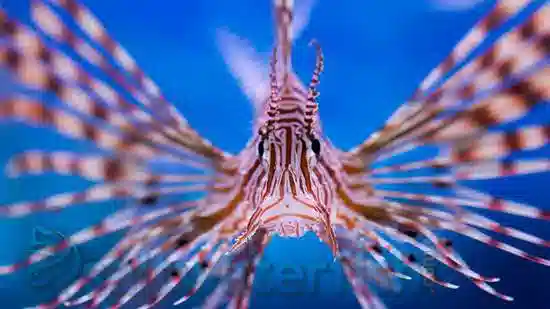 Volitan Lionfish: Colored