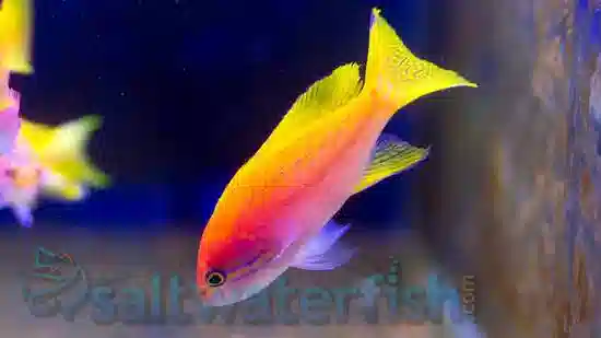 Bimaculatus Anthias: Female - Save 22%