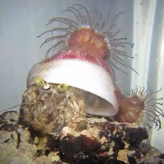 Hermit Crab with Anemone