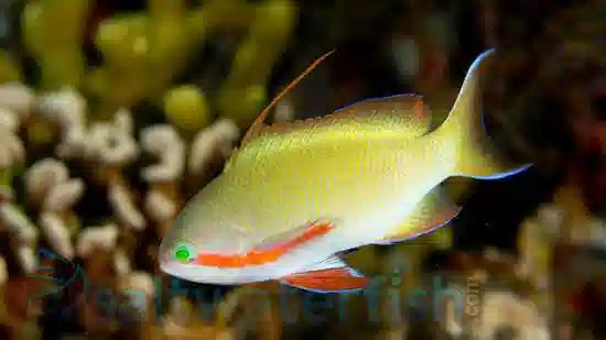 Huchtii Anthias: Male