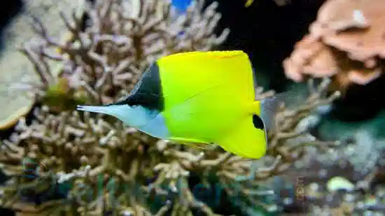 Yellow Longnose Butterfly - Hawaii