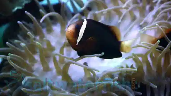 Latezonatus Clownfish - Captive Bred