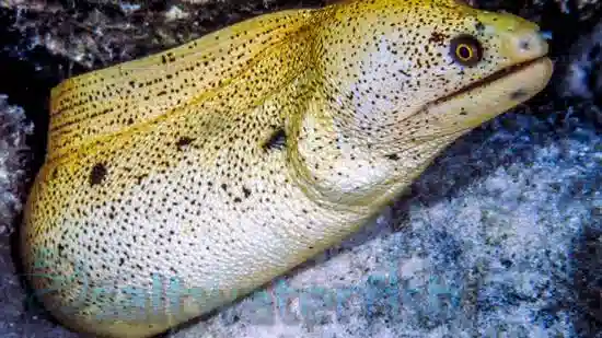 Yellow Canary Eel - Brazil