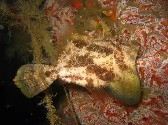 Fan Bellied Filefish - Australia