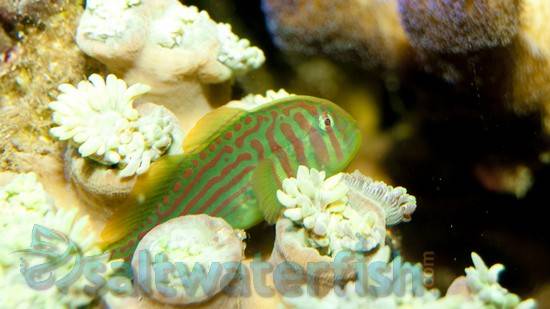 Green Clown Goby - Central Pacific