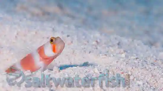 Orange Banded Prawn Goby - Indian Ocean