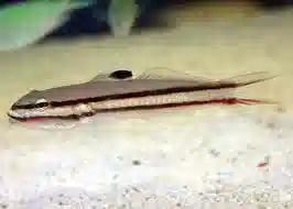 Railway Sleeper Goby