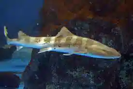 Leopard Shark - Japan