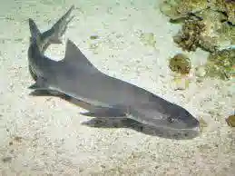 Smooth Hound Shark