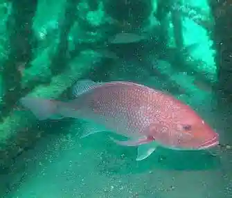 Red Blood Snapper