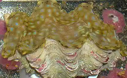 Squamosa Clam - Aquacultured