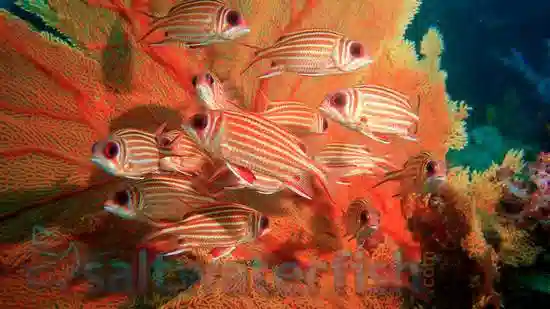 Samurai Squirrelfish