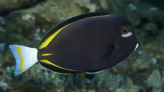 Gold Rim Tang - Central Pacific