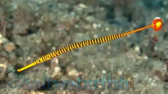 Many Banded Pipefish - Seahorses - Saltwater Fish