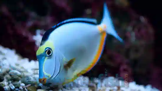 Naso Tang - Male - Hawaii