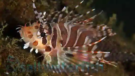 Dwarf Zebra Lionfish - Venomous - Red Sea