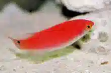 Black Fin Fairy Wrasse - Female