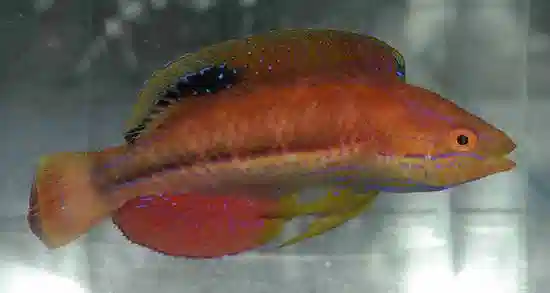 Kato's Fairy Wrasse: Male