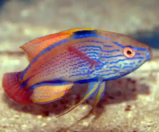 Lineatus Wrasse: Super Male - Melanesia