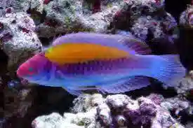 Orange Back Fairy Wrasse