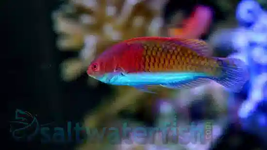 Purple Scale Fairy Wrasse: Male