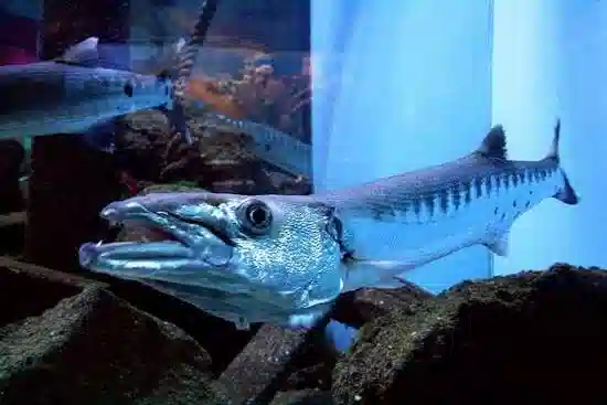 Great Barracuda : Juvenile