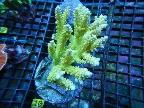 Acropora Coral Cultured: Ultra