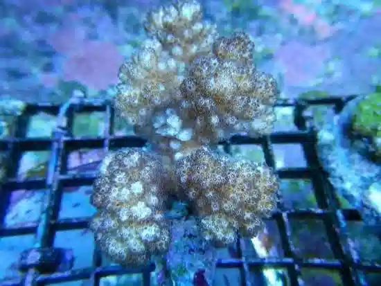 Acropora Coral: 1st Grade - Australia