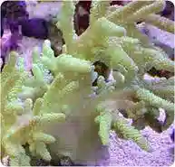 Finger Hard Leather Coral