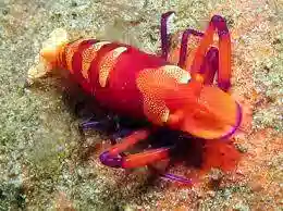 Emperor Shrimp: Red