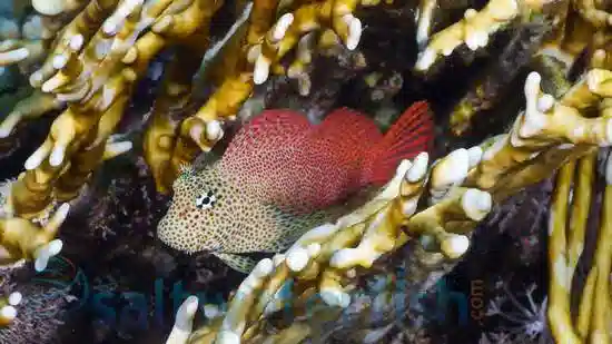 Leopard Blenny