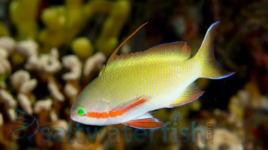 Huchtii Anthias: Female